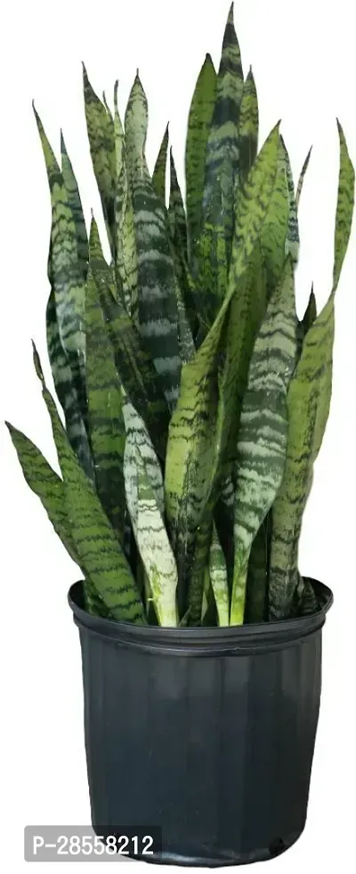 Baishnab Snake Plant SNAKE PLANT DD2