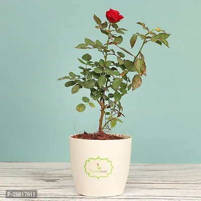 Baishnab  Rose W Plant Rose Plant-thumb0