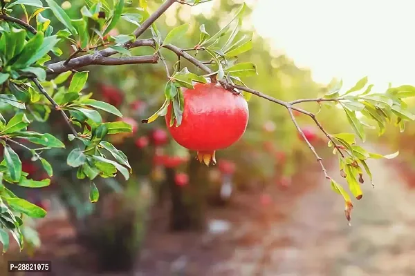 Baishnab  phh01 Pomegranate Plant-thumb0