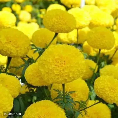 Baishnab gandha seeds yhujbyuMariGold Gainda Seed  50 per packet50PIECE-thumb0