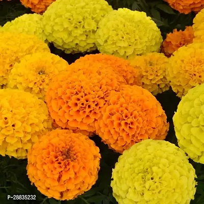 Baishnab Marigold 50ps g mc juMF  0350PIECE-thumb0