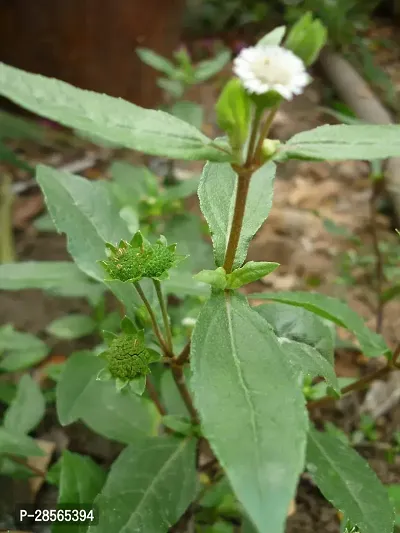 Baishnab Bhringraj Plant Bhringraj (White)Eclipta alba Medicinal Plant-thumb0