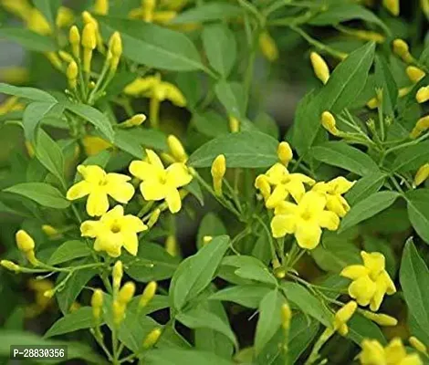 Baishnab  CHJAS26 Jasmine Plant