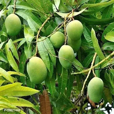 Baishnab  Dwarf Plant Mango Fruit Mango Plant-thumb0