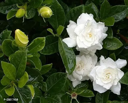 Baishnab  Jasmine Plant 84 Jasmine Plant