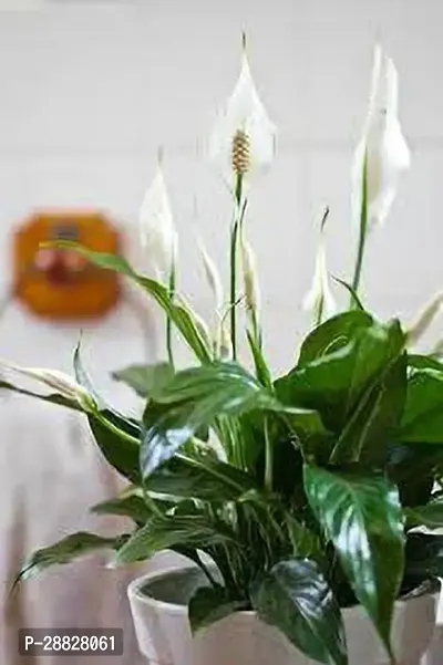 Baishnab  RSP865 Peace Lily Plant-thumb0