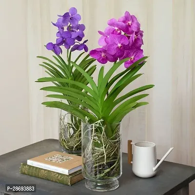 Baishnab Lily Plant Orchid Flower Plant Air purifier plant FMN3608-thumb0