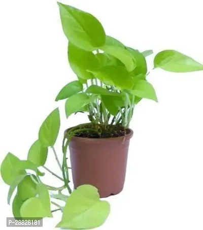 Baishnab  Indoor Golden Money Plant Money Plant-thumb0