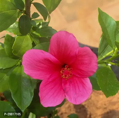 Baishnab  Jaba R 001 Hibiscus Plant-thumb0