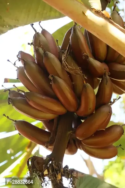 Baishnab  RED BANANA  SEVVAALAI  LIVE PLANT Banana-thumb0