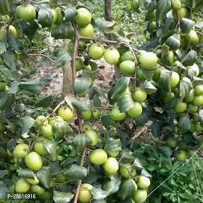 Baishnab  Apple Kul Plant B6 Ber Apple Plant