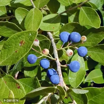 Baishnab  RUDRAKSHA ENTACLOO PLANT Rudraksha Plant