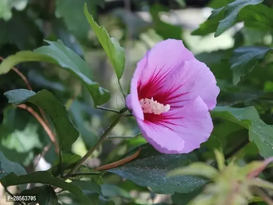 Baishnab Hibiscus Plant green1 hibiscus plant-thumb0