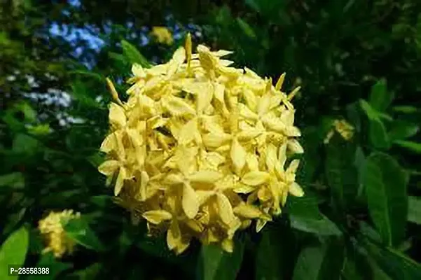 Baishnab Ixora Plant IXORA PLANT EEWS-thumb2