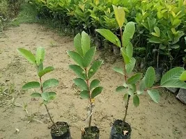 Baishnab Guava Plant fruit04-thumb2