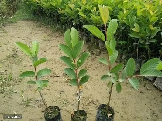 Baishnab Guava Plant fruit04-thumb3