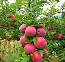 Baishnab Aloo BukharaPlum Plant Aalu bukharaAloo bukhara-thumb1