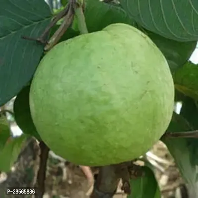 Baishnab Guava Plant Air Layered Hybrid Chittidar Variant Guava Amrud Amrood Live Plant CF100199-thumb0