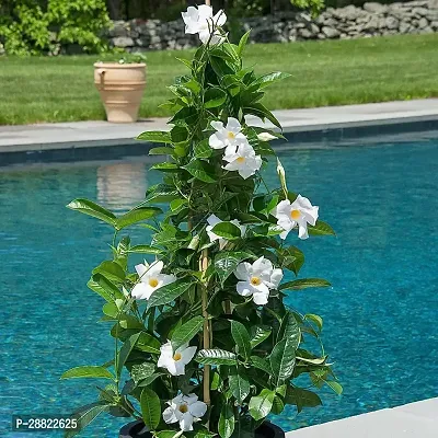 Baishnab  White Mandevilla Flower Plant pack of 1-thumb0