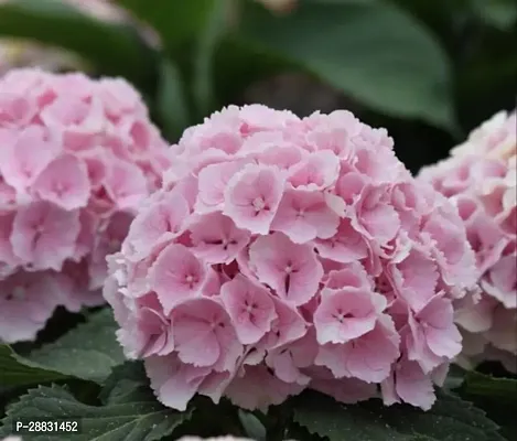 Baishnab  Hydrangea Plant 600 Hydrangea Plant