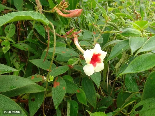 Baishnab  Mandeville Flower Plant VV1 Mandevilla-thumb0