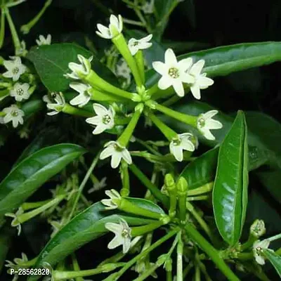 Baishnab Night Bloom Jasmine Plant lady of the night plant-104-thumb0