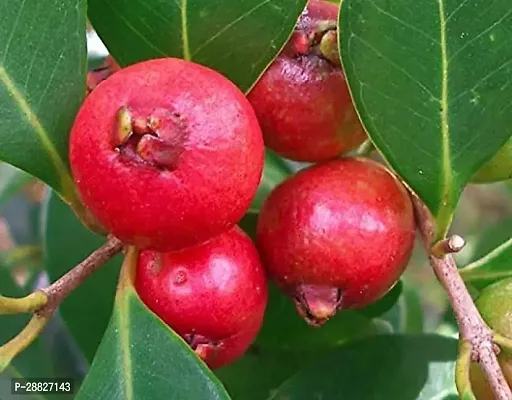 Baishnab  Guava Plant  Hondras Guava Amrud Plant-thumb0