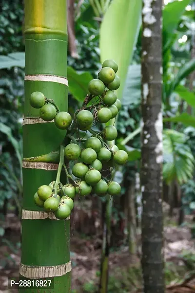 Baishnab  Supari Plant Hybrid Plant Betel NutSupar