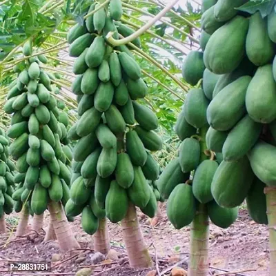 Baishnab Papaya seed hdIND PM1  PREMIUM BEST SELLER 100 percent GERMINATION PAPAYA PAPITA FRUIT SEED HYBRID 200 SEEDS.200PIECE-thumb0