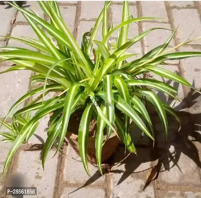 Baishnab Spider Plant Spider Plant-thumb3