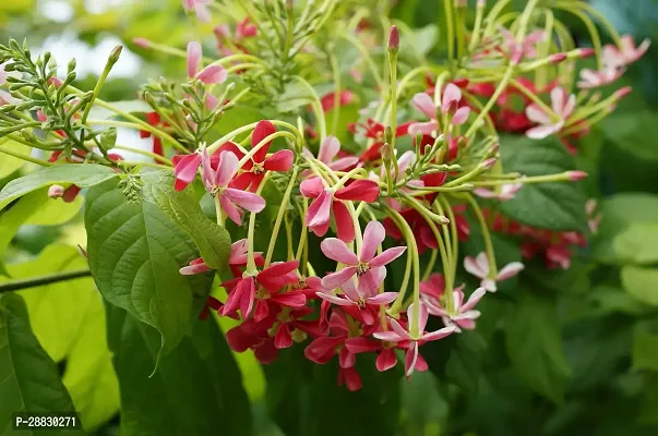 Baishnab  RANGOON CREEPER LIVE PLANT MadhumaltiRan-thumb0