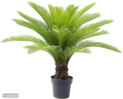 Baishnab  Cycus Revoluta PlantCFA86 Cycus Revolu-thumb0