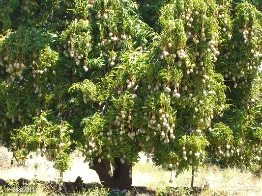 Baishnab  UYTR55 Mango Plant-thumb0