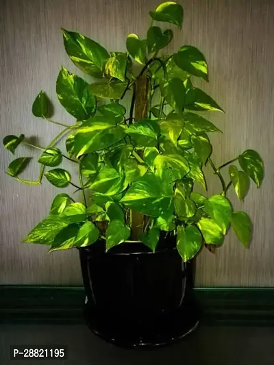 Baishnab  HEALTHY MONEY PLANT Money Plant-thumb0