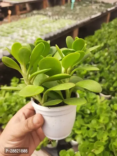 Baishnab  Jecob Senil Crassula Plant