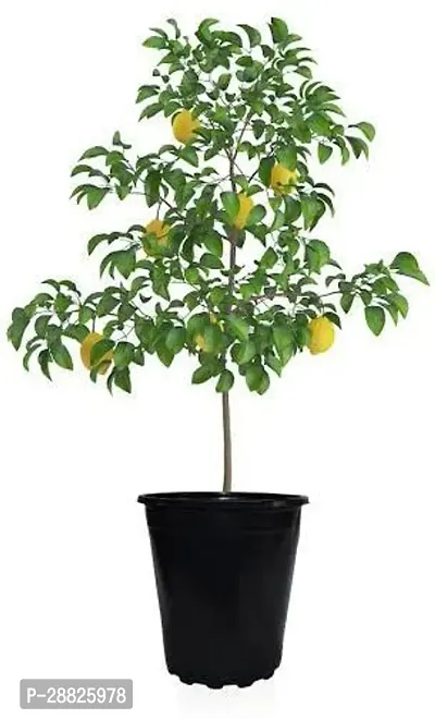 Baishnab  nln11 Lemon Plant-thumb0