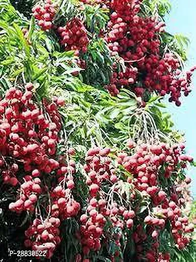 Baishnab  LitchiModelDazaoplant Litchi Plant-thumb0