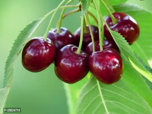 Baishnab  Cherry Fruit Live PlantCF00022 Cherry F