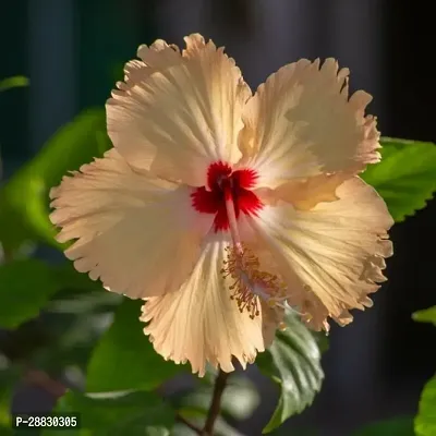 Baishnab  Hibiscus flower plants 0 Hibiscus Plant