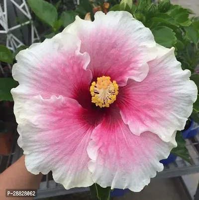 Baishnab  RH199 Hibiscus Plant