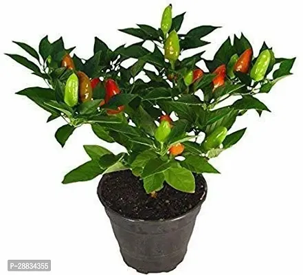 Baishnab Earth Seeds P185Chilli Seeds 36100PIECE-thumb0