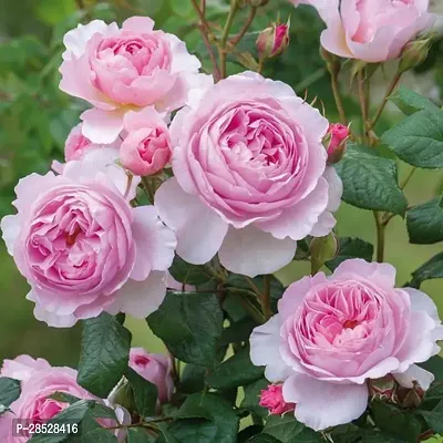 Baishnab Rose Plant The Ancient Mariner Rose , English Rose Charming Live Plant-thumb0