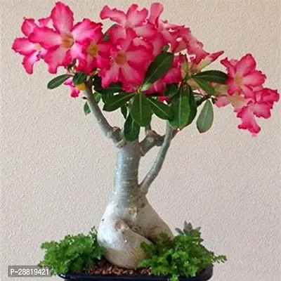 Baishnab  Bonsai Adenium Desert Rose grafted for ho-thumb0