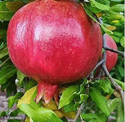 Baishnab  Pomegranate Live Plant CF00004 Pomegran-thumb0