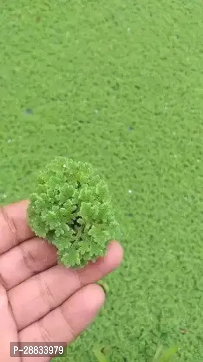 Baishnab AZolla 400PS  SS Ajolla seeds400PIECE-thumb0