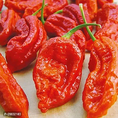 Baishnab Chilli seed 100 per packetCHILI PEPPER Bhut Jolokia  Naga Jolokia Garden Rare Giant100PIECE