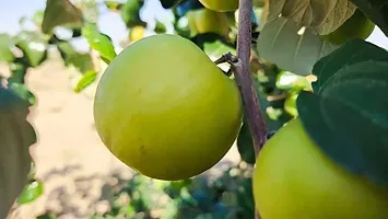 Baishnab Ber Apple Plant tree24-thumb1