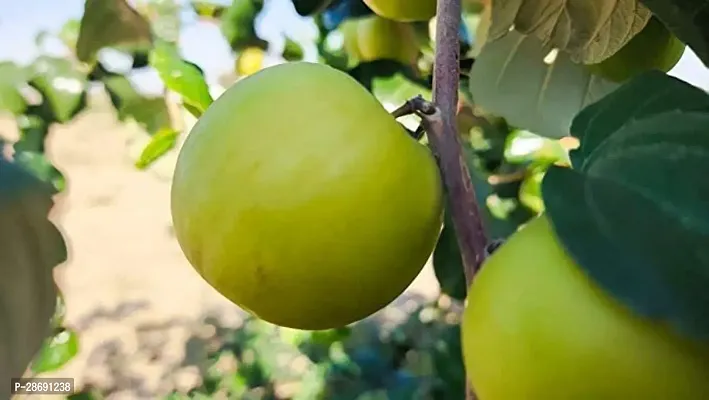 Baishnab Ber Apple Plant tree24-thumb2