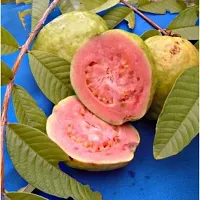 Baishnab Guava Plant GUAVA PLANT HHIISS-thumb1