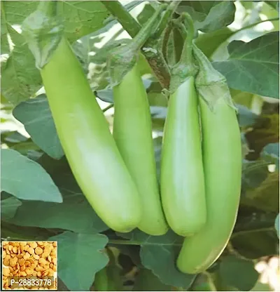 Baishnab brinjal seed 100 ps deHybrid F1 Brinjal Long Green Seeds100PIECE-thumb0